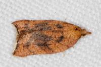 Acleris rhombana