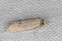 Ditula joannisiana