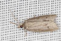 Ditula joannisiana