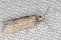Ditula joannisiana
