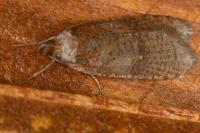 Agonopterix