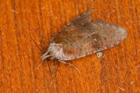 Agonopterix