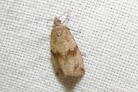 Celypha striana