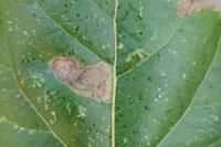 Stigmella trimaculella