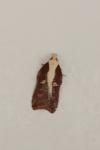 Acleris cristana