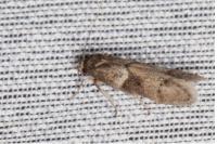 Blastobasis glandulella
