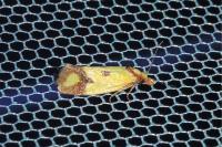 Agapeta zoegana