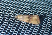 Celypha striana