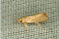 Crassa unitella