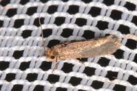 Cephimallota crassiflavella