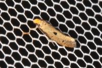 Tinea trinotella