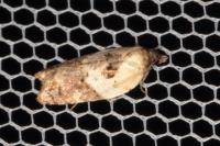 Acleris variegana