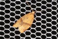 Clepsis consimilana