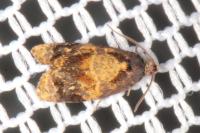 Ditula angustiorana