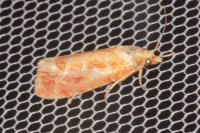 Rhyacionia buoliana