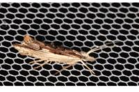 Ypsolopha scabrella