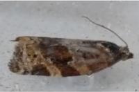 Argyrotaenia ljungiana