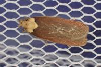 Depressaria depressana