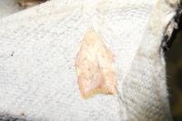 Carcina quercana