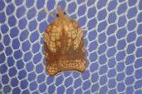 Acleris rhombana