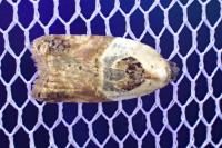 Acleris variegana