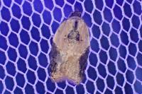 Acleris laterana