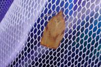 Lozotaenia cupidinana