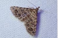 Alucita cymatodactyla