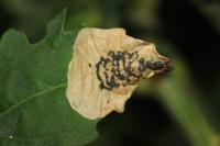 Chrysoesthia sexguttella