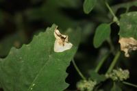 Chrysoesthia sexguttella