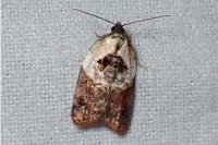 Acleris variegana