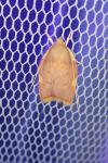 Carcina quercana