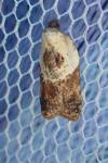 Acleris variegana