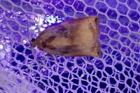 Archips podana