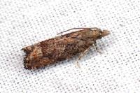 Acroclita subsequana