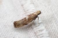 Acrolepiopsis marcidella