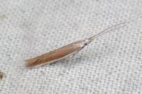 Coleophora acrisella