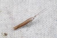 Coleophora acrisella