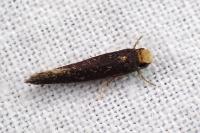 Monopis nigricantella