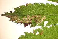 Stigmella
