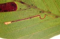 Stigmella tityrella
