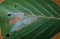 Stigmella tityrella