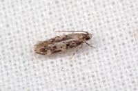 Apatema mediopallidum