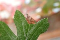Parornix anglicella