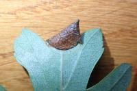 Parornix anglicella