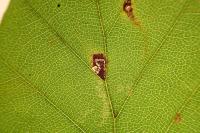 Stigmella