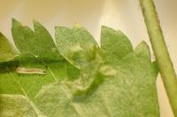 Phyllonorycter sorbi