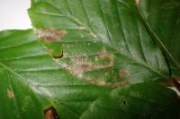 Strophedra weirana