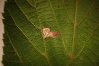 Stigmella tiliae
