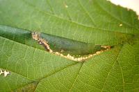 Phyllonorycter nicellii